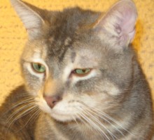 A picture of #NS03781: Dundee a Domestic Short Hair brown tabby