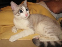 [another picture of Haan, a Snowshoe lynx point/white\ cat] 