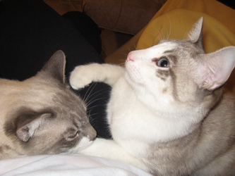 [picture of Haan, a Snowshoe lynx point/white cat]