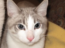 [picture of Haan, a Snowshoe lynx point/white\ cat] 