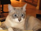 A picture of #NS03784: Cole a Snowshoe lynx point/white