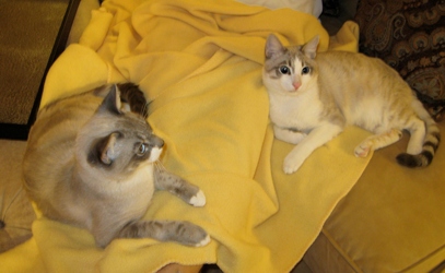 [picture of Cole, a Snowshoe lynx point/white cat]