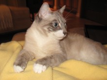 [picture of Cole, a Snowshoe lynx point/white\ cat] 