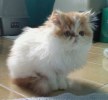 A picture of #NS03786: Fluffnugget AKA Puggles a Persian white/buff