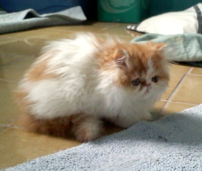 [picture of Fluffnugget AKA Puggles, a Persian white/buff cat]