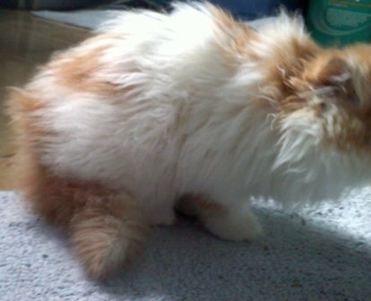 [picture of Fluffnugget AKA Puggles, a Persian white/buff cat]