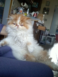 [picture of Fluffnugget AKA Puggles, a Persian white/buff cat]