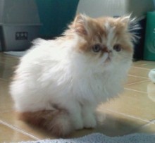 [picture of Fluffnugget AKA Puggles, a Persian white/buff\ cat] 