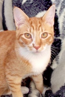[another picture of Oscar, a Domestic Short Hair orange tabby\ cat] 