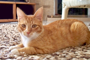 [picture of Oscar, a Domestic Short Hair orange tabby cat]