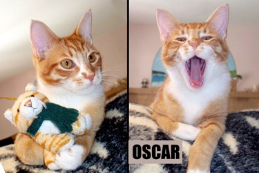 [picture of Oscar, a Domestic Short Hair orange tabby cat]