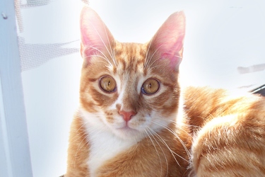 [picture of Oscar, a Domestic Short Hair orange tabby cat]