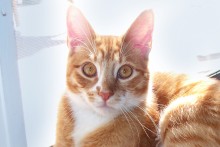 A picture of #NS03787: Oscar a Domestic Short Hair orange tabby