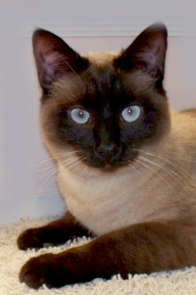 [another picture of Skylar, a Siamese/Domestic Short Hair-x sealpoint\ cat] 