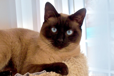 [picture of Skylar, a Siamese/Domestic Short Hair-x sealpoint cat]