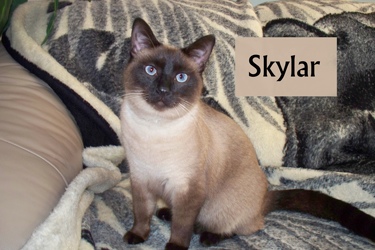 [picture of Skylar, a Siamese/Domestic Short Hair-x sealpoint cat]