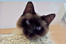 A picture of #NS03788: Skylar a Siamese/Domestic Short Hair-x sealpoint