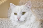 A picture of #NS03789: Chloe a Angora white