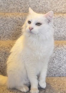 [another picture of Chloe, a Angora white\ cat] 