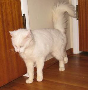 [picture of Chloe, a Angora white cat]