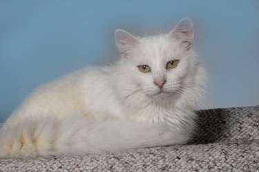 [picture of Chloe, a Angora white cat]