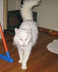 [picture of Chloe, a Angora white cat]