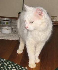[picture of Chloe, a Angora white cat]