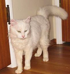 [picture of Chloe, a Angora white cat]