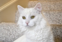 [picture of Chloe, a Angora white\ cat] 