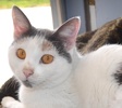 A picture of #NS03790: Cara a Domestic Short Hair dilute calico