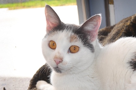 [picture of Cara, a Domestic Short Hair dilute calico\ cat] 