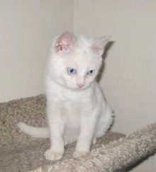 [another picture of Caspar, a Domestic Short Hair white\ cat] 