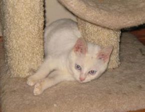 [picture of Caspar, a Domestic Short Hair white cat]