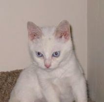 A picture of #NS03791: Caspar a Domestic Short Hair white