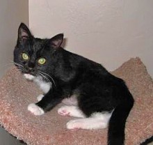 [another picture of Carla, a Domestic Short Hair black/white\ cat] 