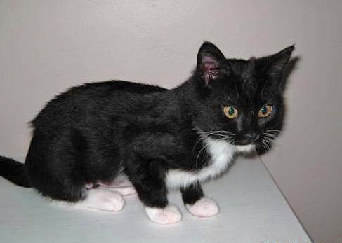 [picture of Carla, a Domestic Short Hair black/white cat]