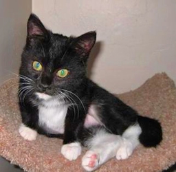 [picture of Carla, a Domestic Short Hair black/white cat]