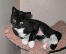 A picture of #NS03792: Carla a Domestic Short Hair black/white