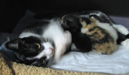 [picture of Lucy, a Domestic Short Hair black/white\ cat] 