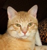 A picture of #NS03796: Toby a Domestic Short Hair pale orange tabby