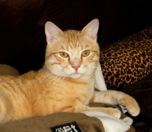 [another picture of Toby, a Domestic Short Hair pale orange tabby\ cat] 