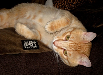 [picture of Toby, a Domestic Short Hair pale orange tabby cat]