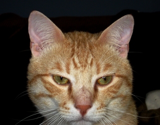 [picture of Toby, a Domestic Short Hair pale orange tabby cat]