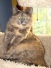 A picture of #NS03797: Stormy a Domestic Long Hair dilute tortoiseshell