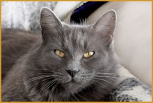 A picture of #NS03798: Cinder a Domestic Medium Hair gray