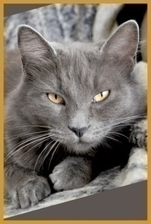 [another picture of Cinder, a Domestic Medium Hair gray\ cat] 