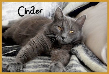 [picture of Cinder, a Domestic Medium Hair gray cat]