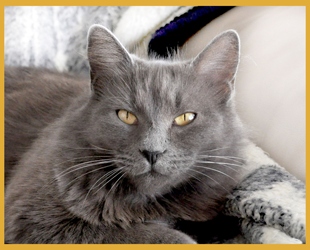 [picture of Cinder, a Domestic Medium Hair gray cat]