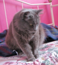[picture of Cinder, a Domestic Medium Hair gray cat]