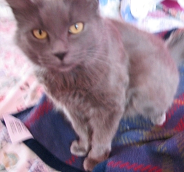 [picture of Cinder, a Domestic Medium Hair gray cat]